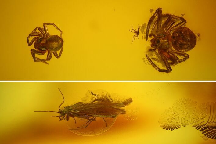 Fossil Caddisfly, Spiders and a Fly in Baltic Amber #135084
